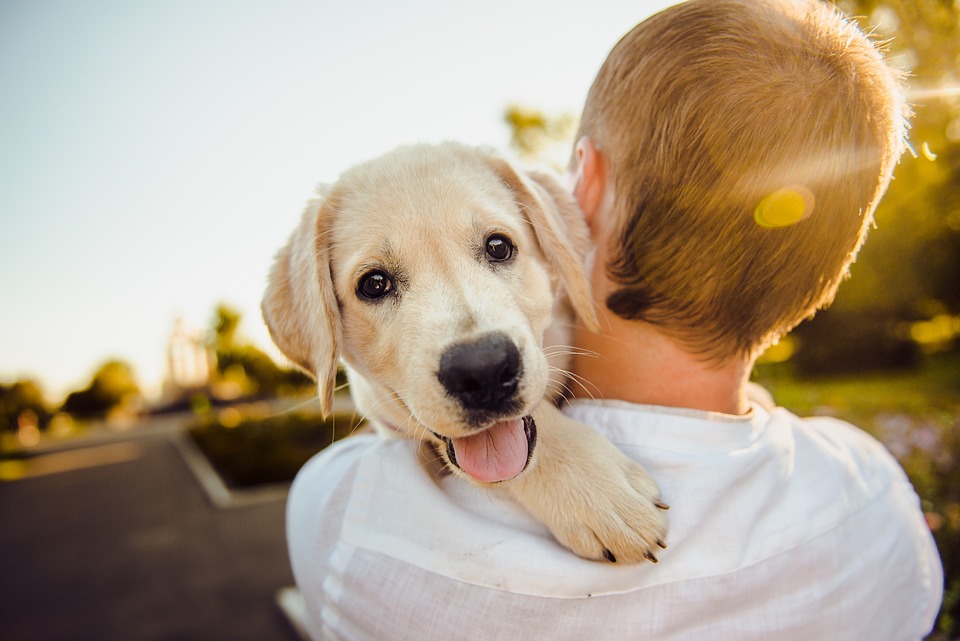 cute dog