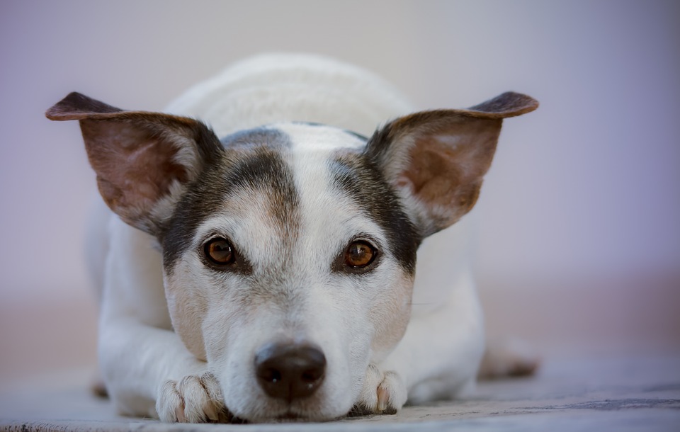 adorable dog