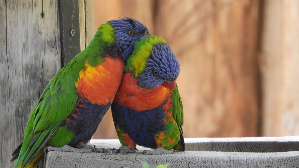 Understanding Parrot Begging Behavior Causes And Solutions Pet Syllabus