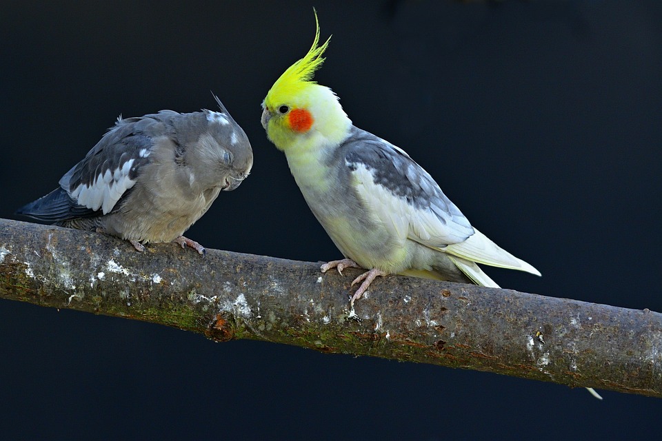 cute parrot