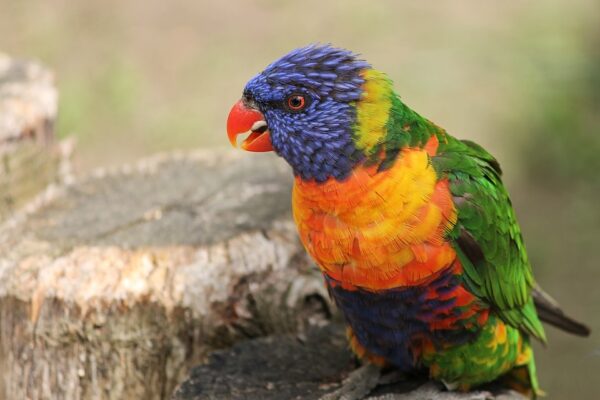 Understanding Parrot Behavior: Decoding The Mystery Of Head Bobbing ...