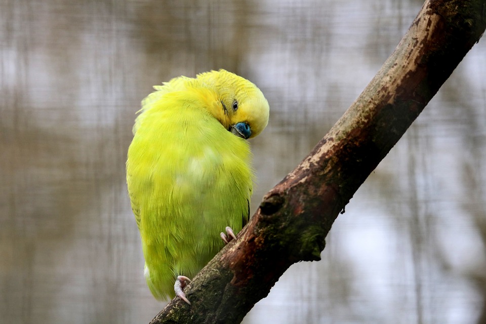 cute parrot