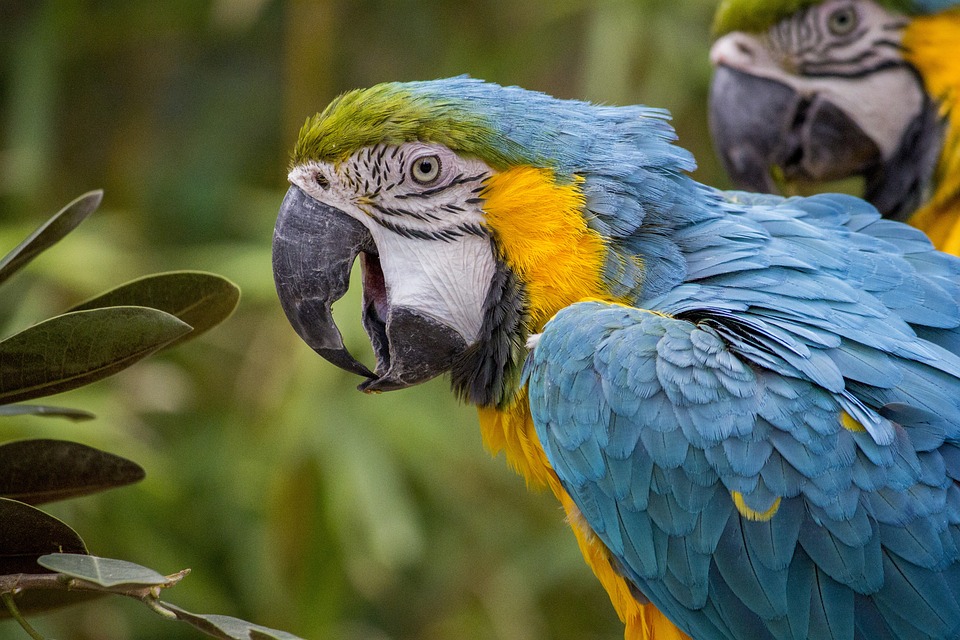 cute parrot