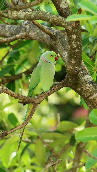 cute parrot