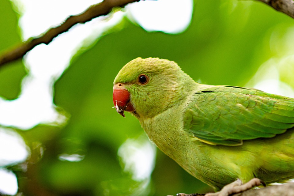 cute parrot