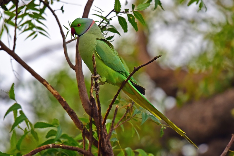 Understanding Parrot Behavior: Why Do Parrots Groom Other Birds? - Pet ...