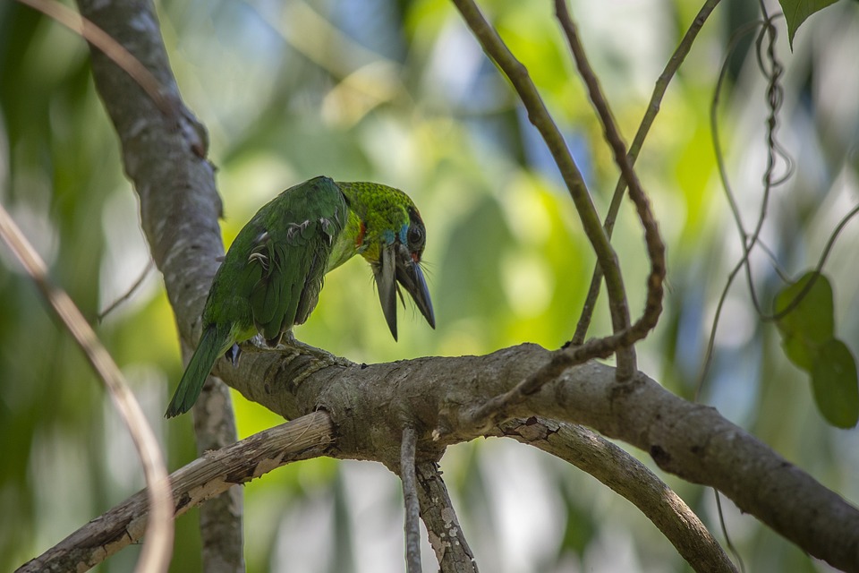 cute parrot