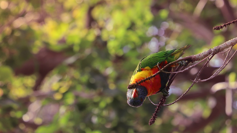 cute parrot