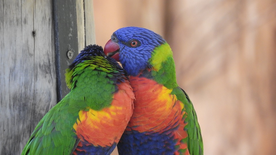 Understanding Parrot Play Behavior: Why Is It Important? - Pet Syllabus