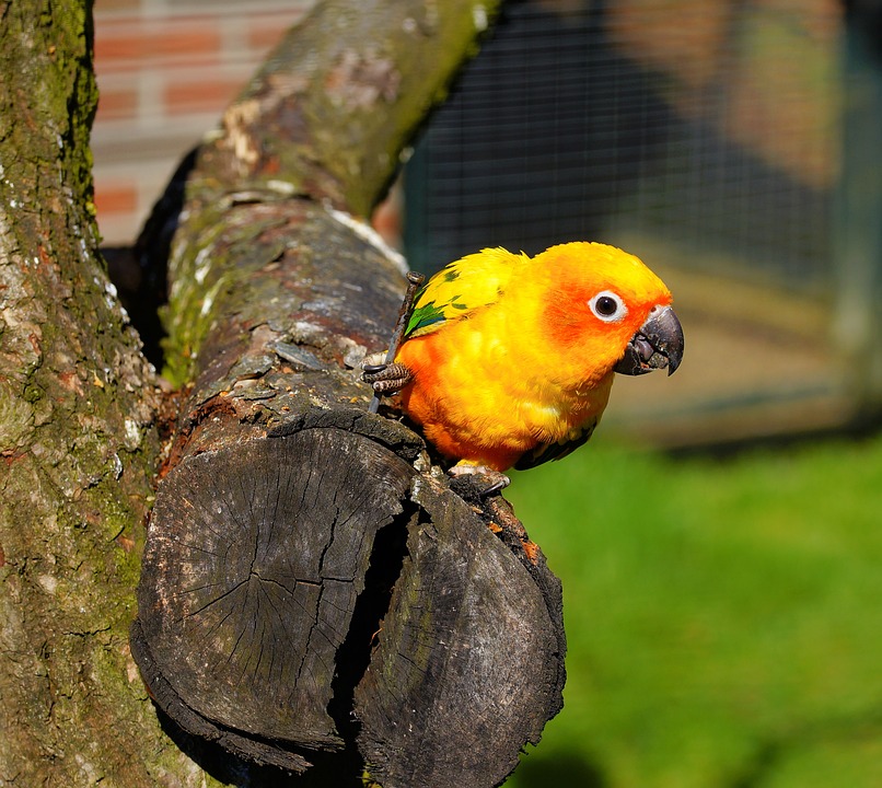 cute parrot