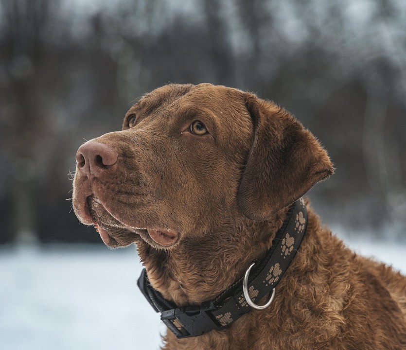 Understanding And Managing Resource Guarding In Dogs: A Comprehensive ...