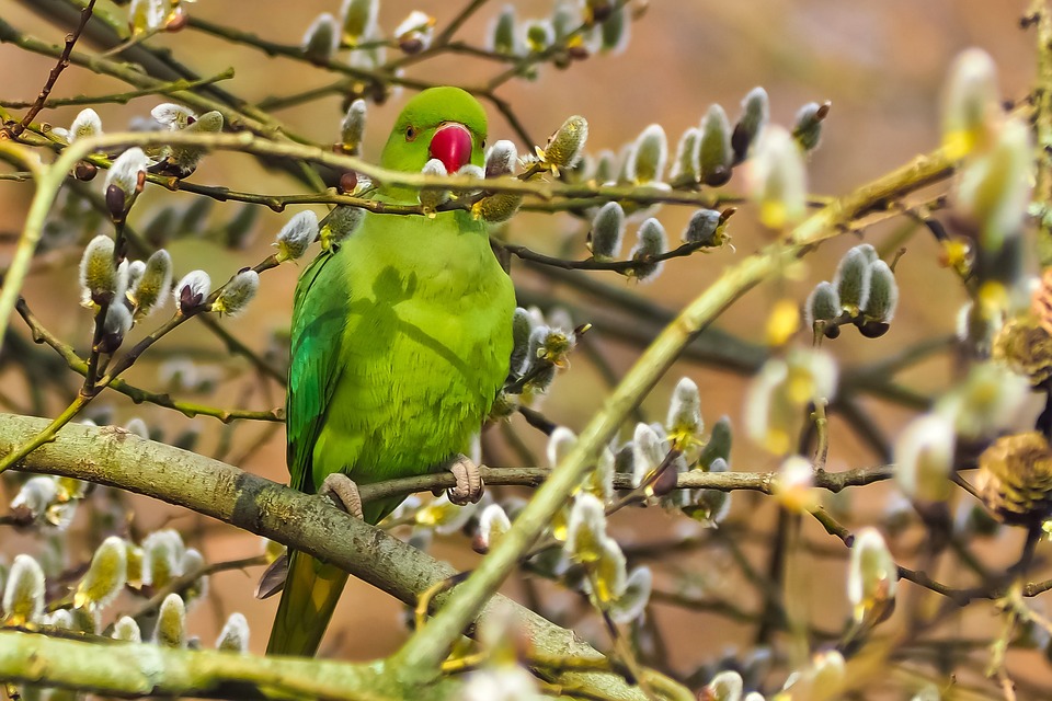 cute parrot