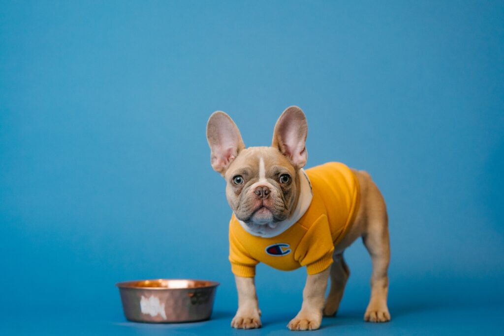 dogs guard their food