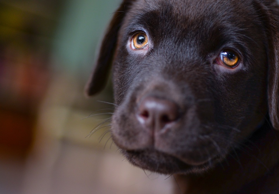 cute dog
