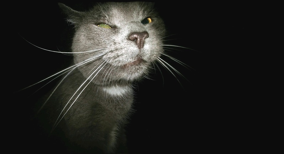 cute cat