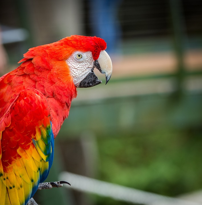 cute parrot