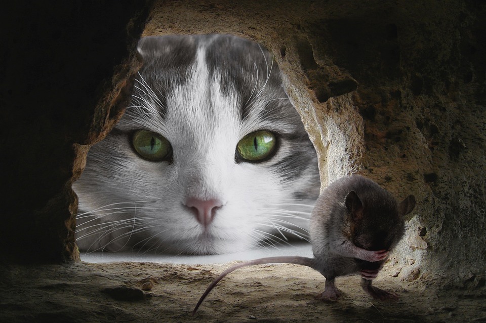 cute cat