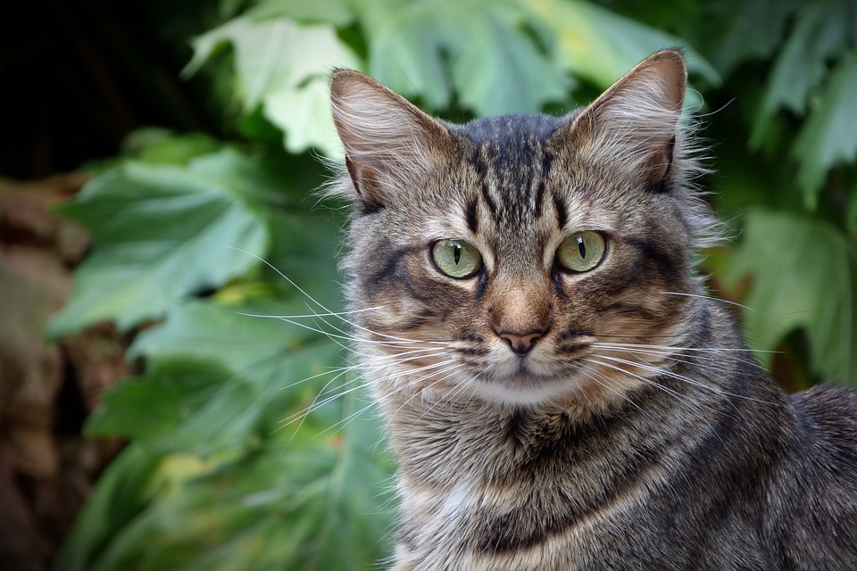 cute cat