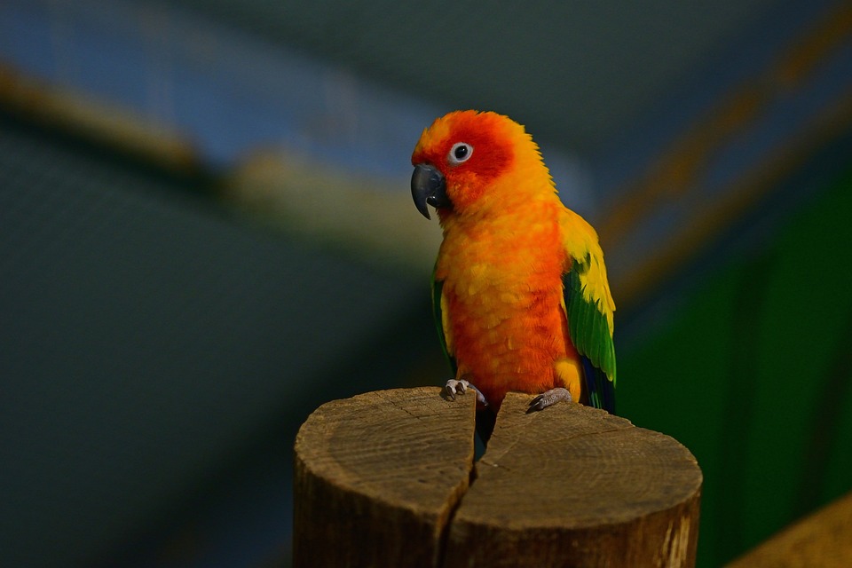 cute parrot