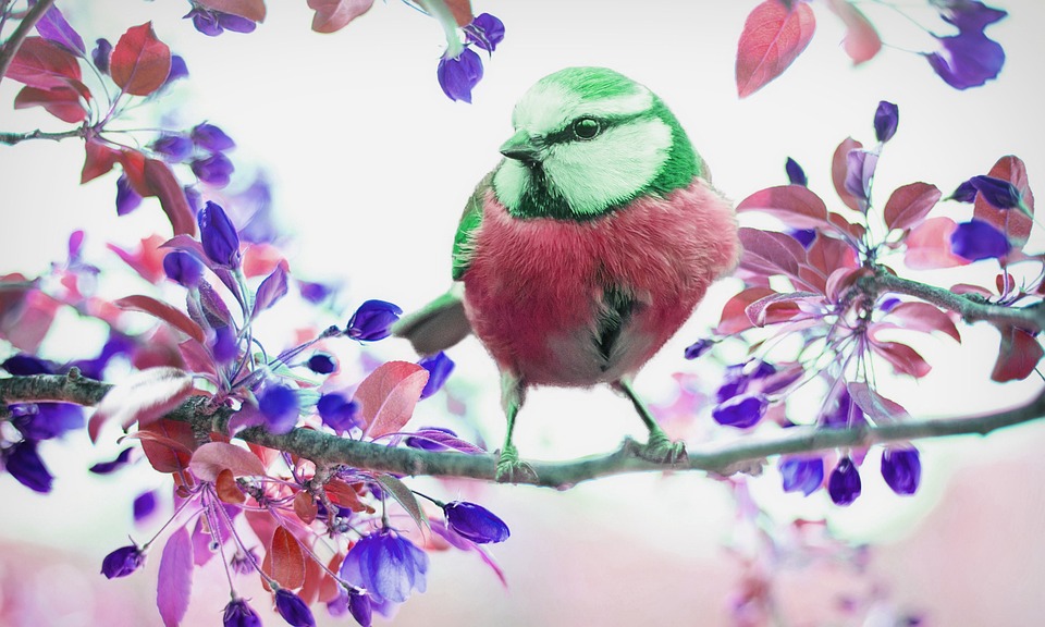 cute parrot