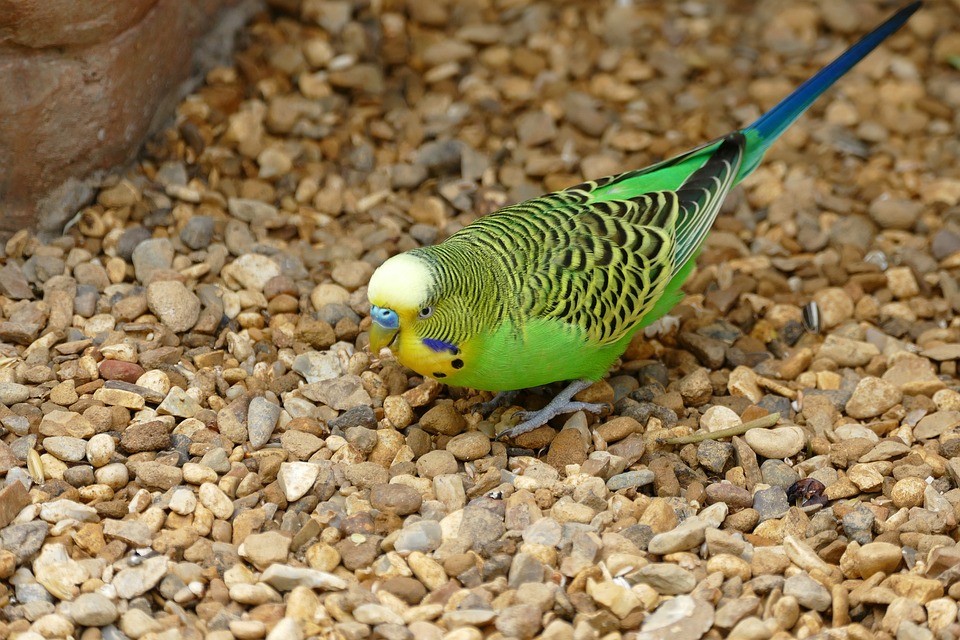 cute parrot