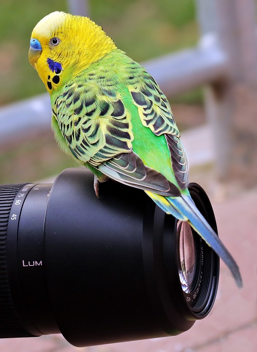 cute parrot