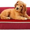 PETCUTE Dog Bed for Medium and Large Dogs, Orthopaedic Dog Sofa Dog Basket with Memory Foam, Non-Slip Underside, Washable Dog Bed Large Dogs with Removable Washable Cover