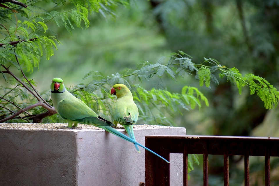 cute parrot