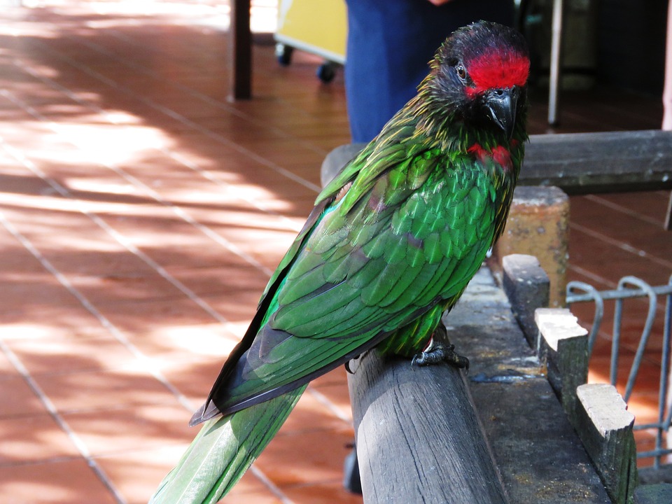 cute parrot