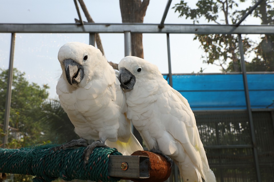 cute parrot