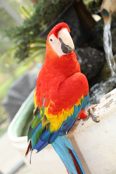 cute parrot