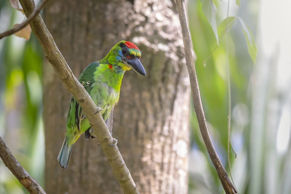 cute parrot