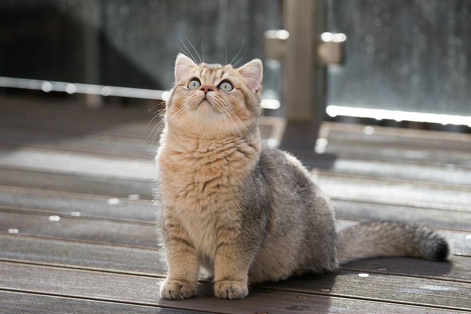 cute cat