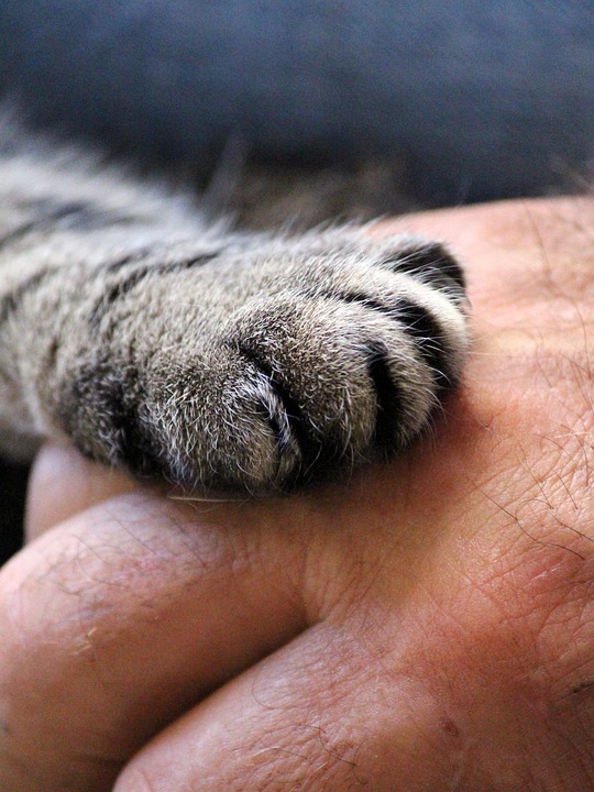 cute cat