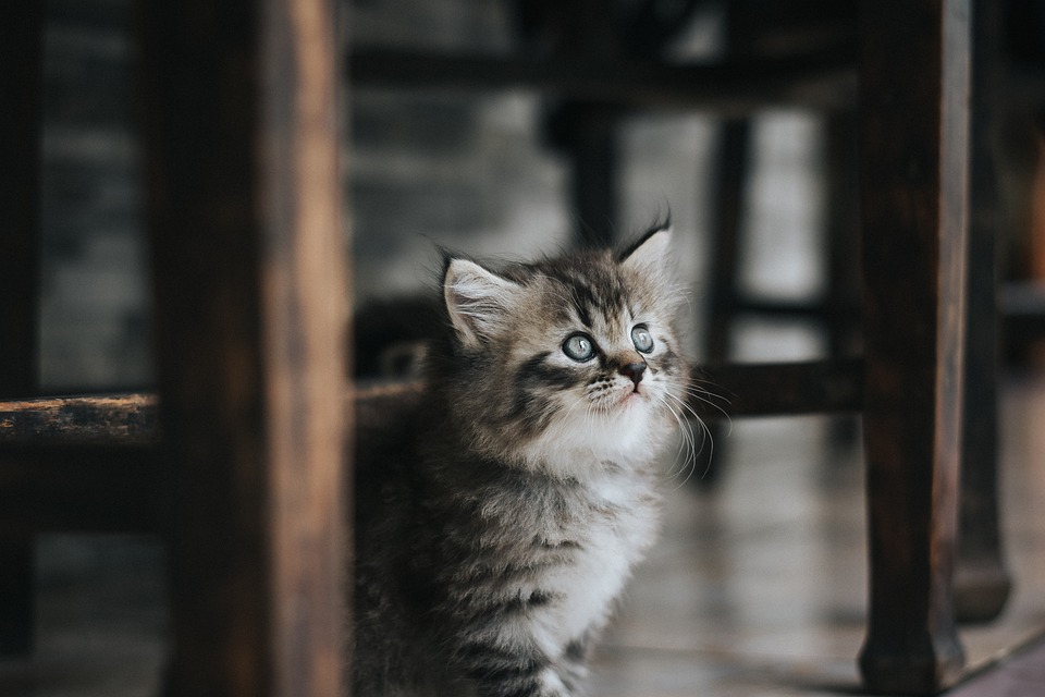 cute cat