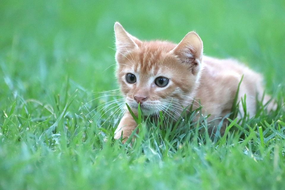 cute cat