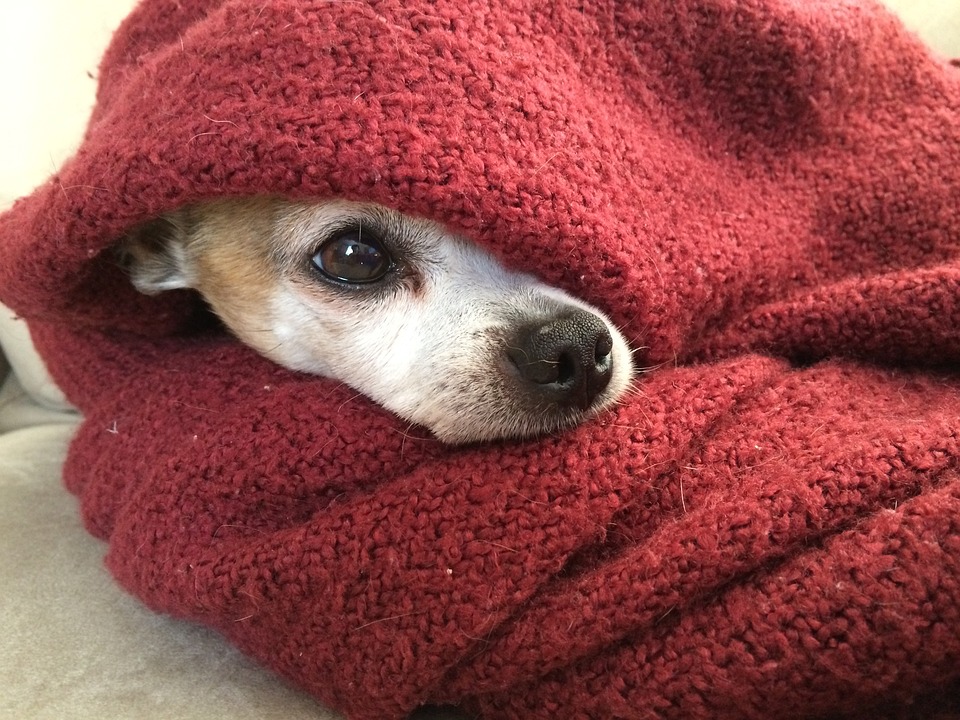 cute dog