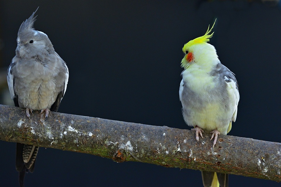 cute parrot