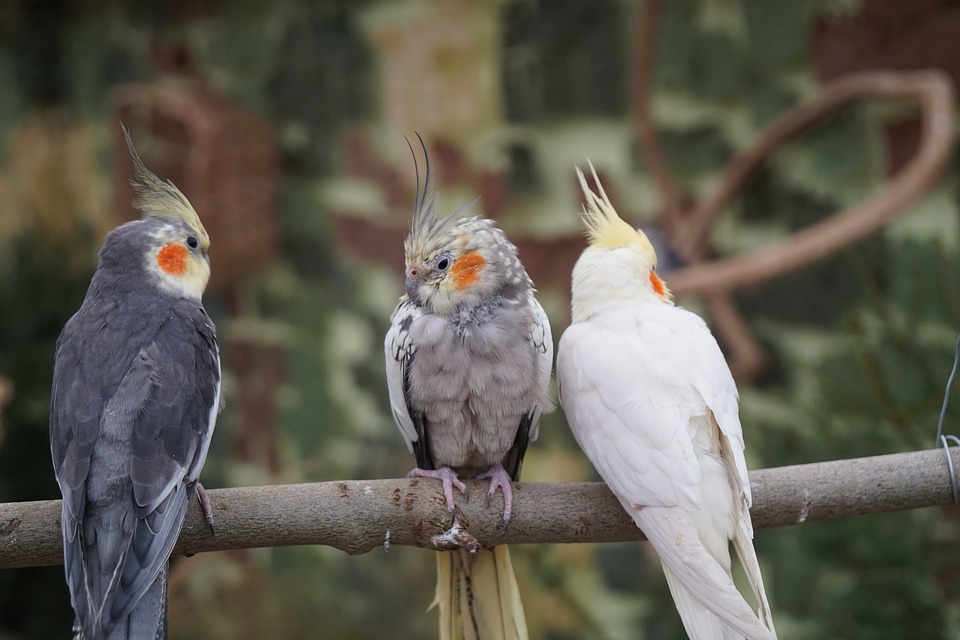 cute parrot