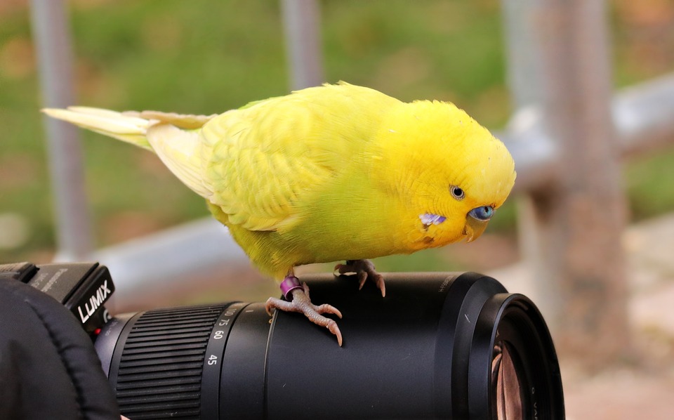 cute parrot