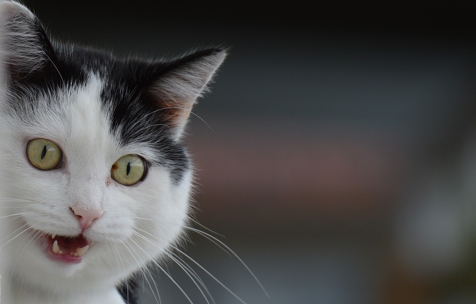cute cat