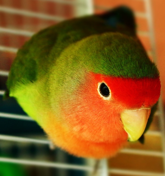 cute parrot