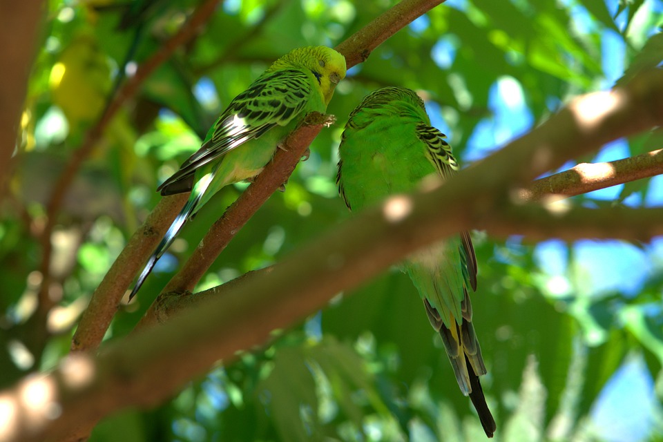 cute parrot