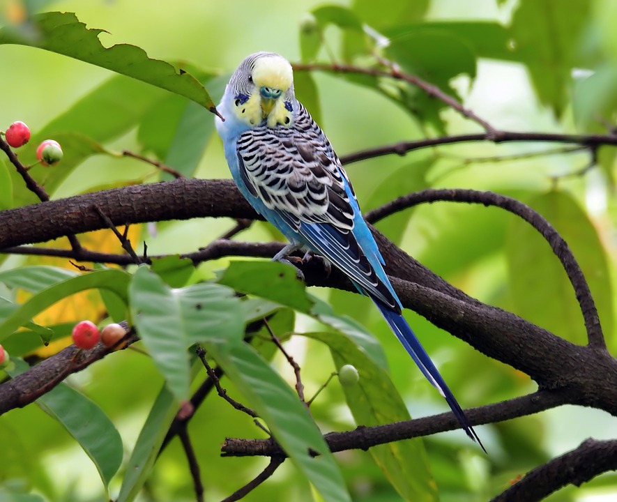 cute parrot