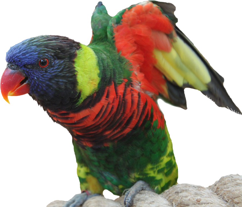 cute parrot