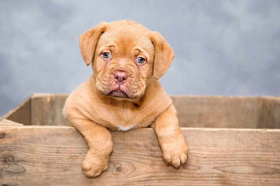 cute dog