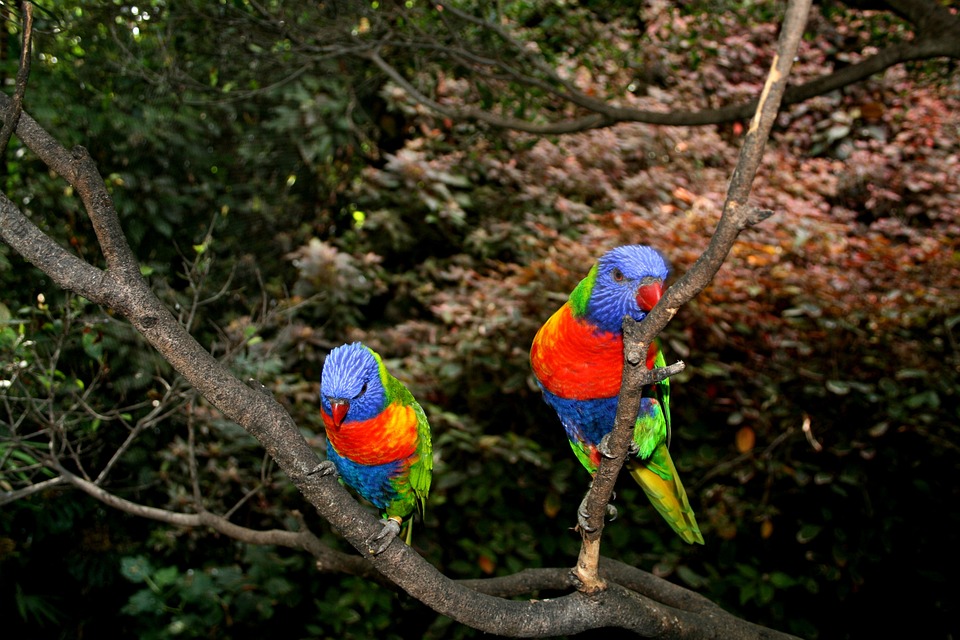 cute parrot