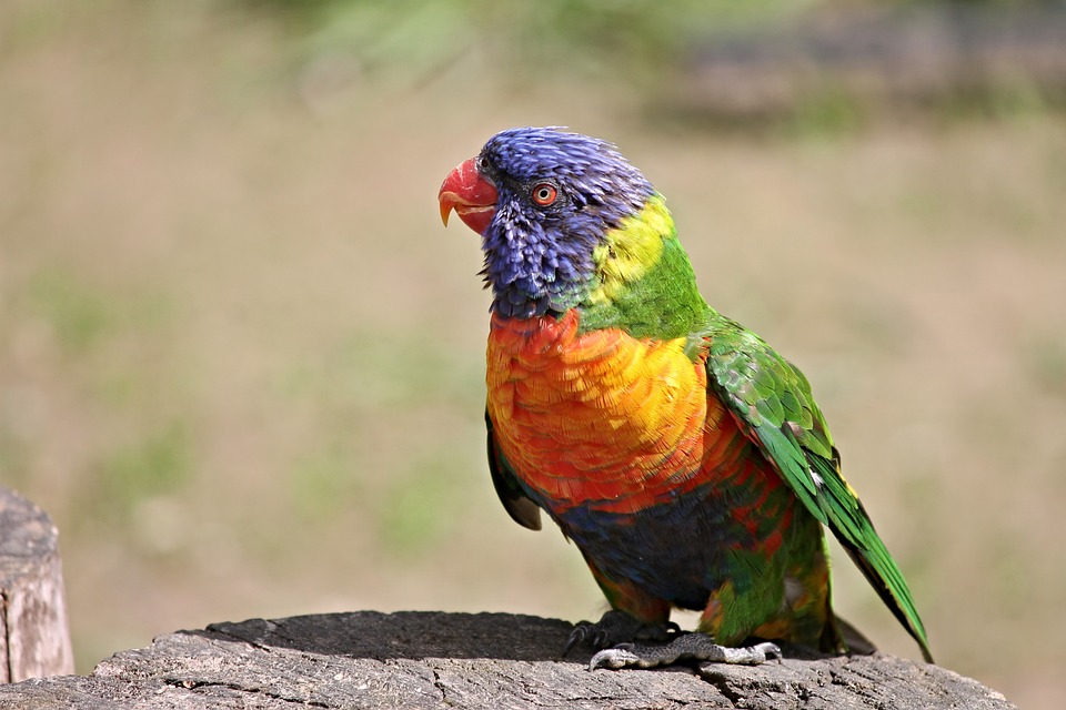 cute parrot