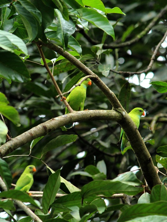 cute parrot