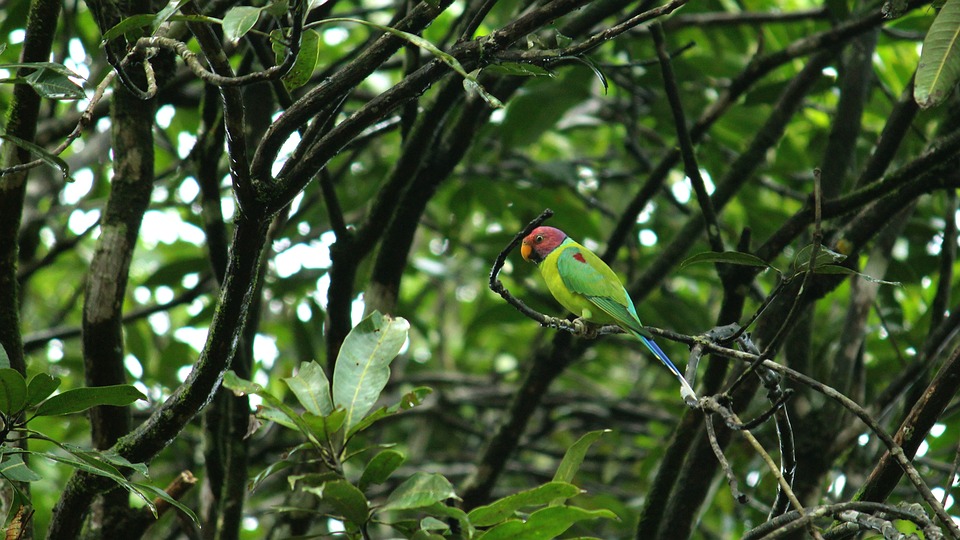 cute parrot